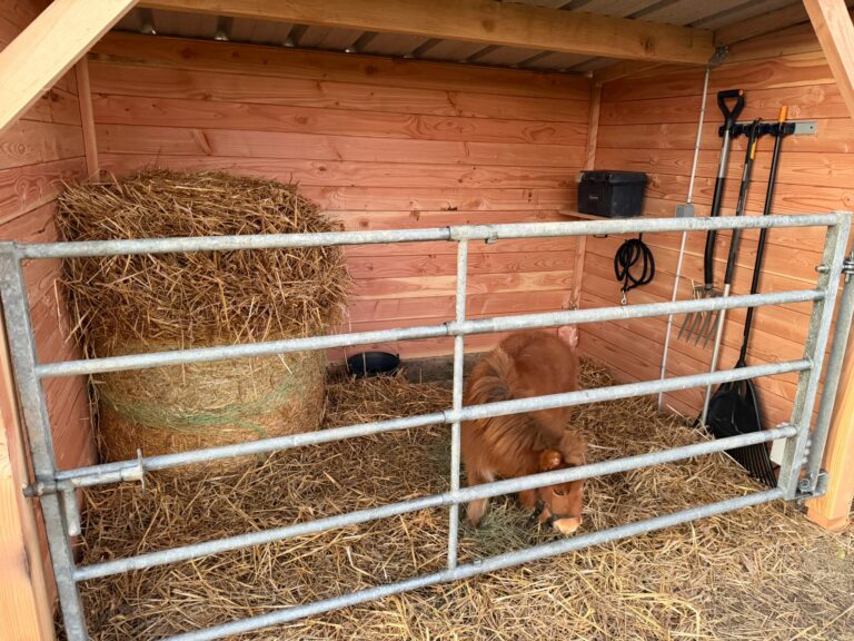 Douglas fir timber shelter for goats and ponies