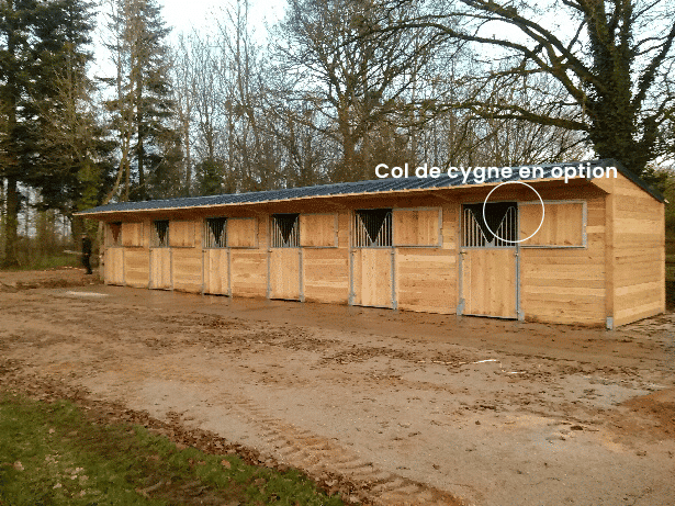 picture douglas fir 6 stables in a row
