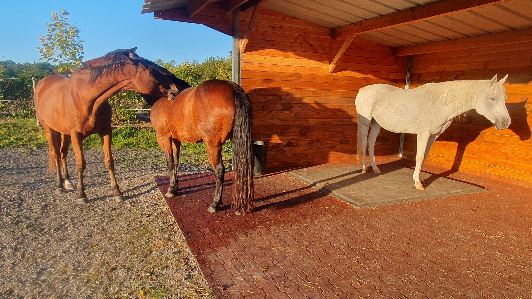 Equestrian Rubber Mats for Safe and Durable Stable Flooring