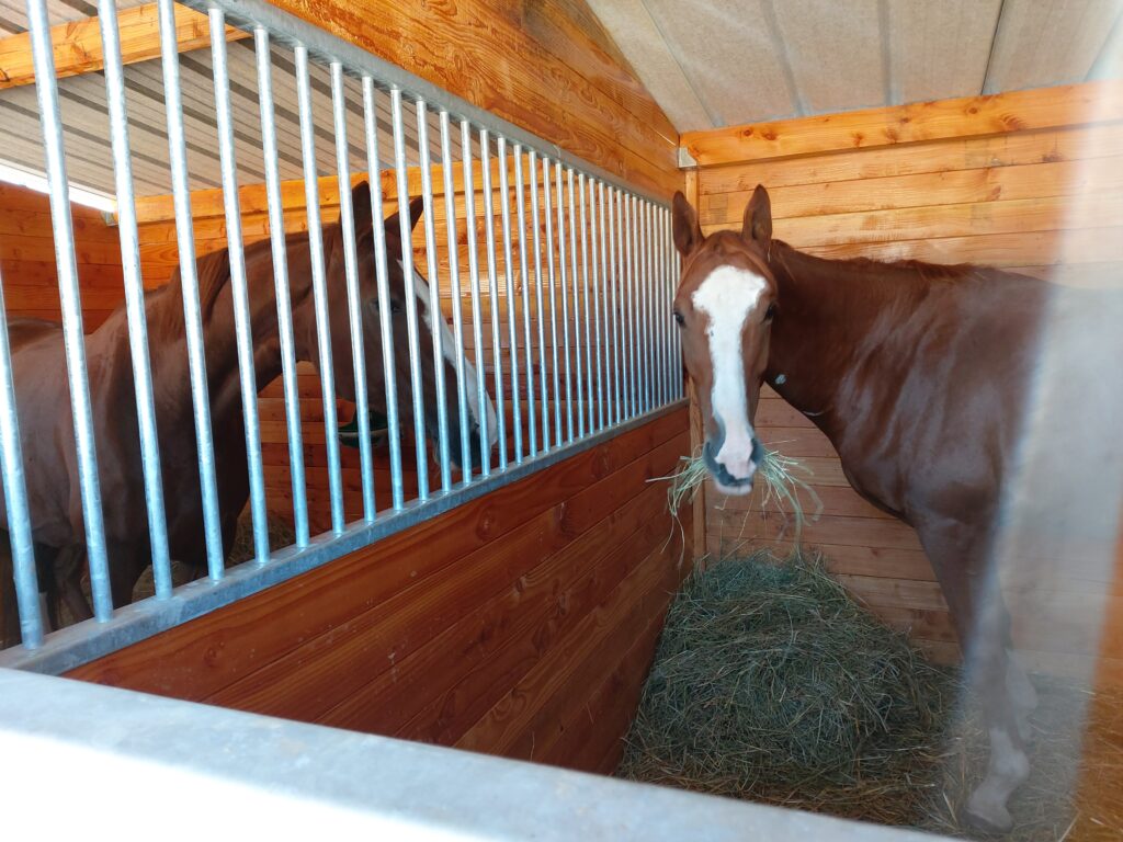Stable divider mesh for horses